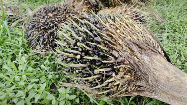 Hasat palmiyesi yağı kümesinden çıkan keskin dikenli yapraklar..
