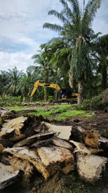 Kesilen ağaçların, kuruyup çürümek için tarlada küçük bloklara ayrıldığı ormansız palmiye yağı tarlası..