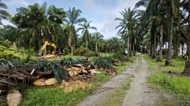 Kesilen ağaçların, kuruyup çürümek için tarlada küçük bloklara ayrıldığı ormansız palmiye yağı tarlası..