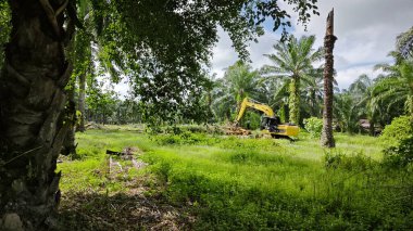 Kesilen ağaçların, kuruyup çürümek için tarlada küçük bloklara ayrıldığı ormansız palmiye yağı tarlası..