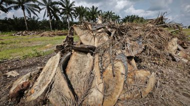 Kesilen ağaçların, kuruyup çürümek için tarlada küçük bloklara ayrıldığı ormansız palmiye yağı tarlası..