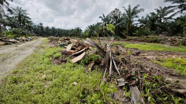 Kesilen ağaçların, kuruyup çürümek için tarlada küçük bloklara ayrıldığı ormansız palmiye yağı tarlası..