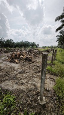 Kesilen ağaçların, kuruyup çürümek için tarlada küçük bloklara ayrıldığı ormansız palmiye yağı tarlası..