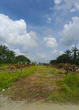 Kesilen ağaçların, kuruyup çürümek için tarlada küçük bloklara ayrıldığı ormansız palmiye yağı tarlası..