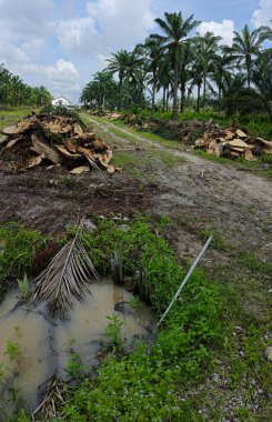 Kesilen ağaçların, kuruyup çürümek için tarlada küçük bloklara ayrıldığı ormansız palmiye yağı tarlası..