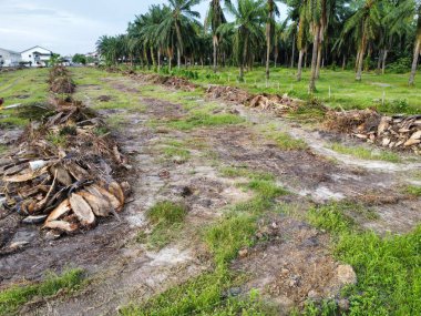 Çevredeki palmiye yağı tarlasını temizleyen arazinin havadan görüntüsü..