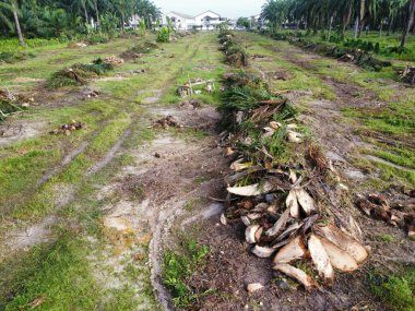 Çevredeki palmiye yağı tarlasını temizleyen arazinin havadan görüntüsü..