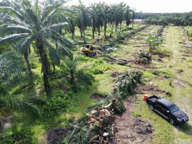 Çevredeki palmiye yağı tarlasını temizleyen arazinin havadan görüntüsü..