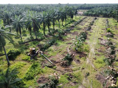 Çevredeki palmiye yağı tarlasını temizleyen arazinin havadan görüntüsü..