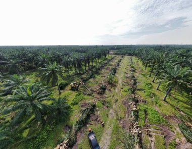 Çevredeki palmiye yağı tarlasını temizleyen arazinin havadan görüntüsü..