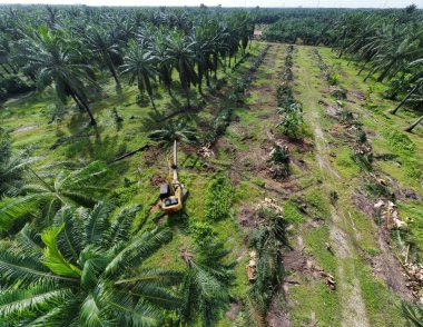 Çevredeki palmiye yağı tarlasını temizleyen arazinin havadan görüntüsü..