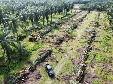 Çevredeki palmiye yağı tarlasını temizleyen arazinin havadan görüntüsü..