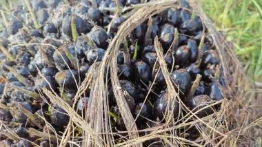 Keskin dikenli yapraklar, hasat palmiyesi yağı kümesinden çıkıyordu.. 