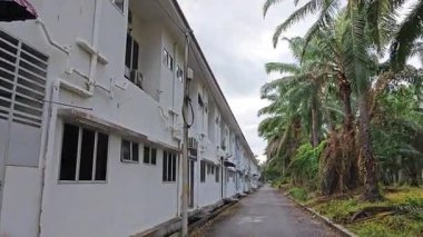 Birkaç vahşi güvercin asfalt caddenin kenarında yürür ve uçar.. 