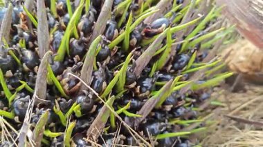 Keskin dikenli yapraklar, hasat palmiyesi yağı kümesinden çıkıyordu.. 