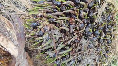 Keskin dikenli yapraklar, hasat palmiyesi yağı kümesinden çıkıyordu.. 