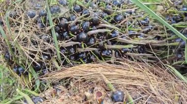 Keskin dikenli yapraklar, hasat palmiyesi yağı kümesinden çıkıyordu.. 