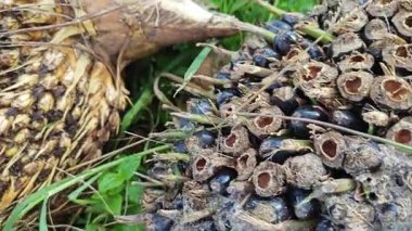 Keskin dikenli yapraklar, hasat palmiyesi yağı kümesinden çıkıyordu.. 