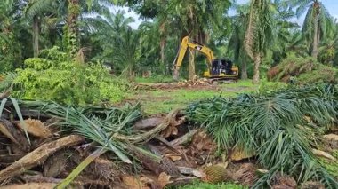 Perak, Malezya. 19 Kasım 2025: Çekiç buldozerli Tırtıl Kazısı sahnesi Palm Oil Çiftliği 'nde palmiye ağaçlarını iterek, çekerek ve keserek arsayı temizliyor, Kg Koh.