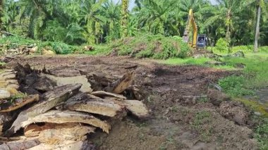 Perak, Malezya. 19 Kasım 2025: Çekiç buldozerli Tırtıl Kazısı sahnesi Palm Oil Çiftliği 'nde palmiye ağaçlarını iterek, çekerek ve keserek arsayı temizliyor, Kg Koh.