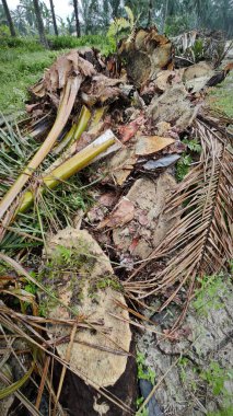 Hurma ağacının gövdesinde, tarlada kurutulmuş olarak bırakılmış yığın halinde..