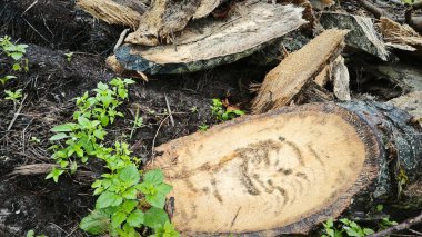 Hurma ağacının gövdesinde, tarlada kurutulmuş olarak bırakılmış yığın halinde..