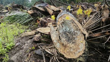 Hurma ağacının gövdesinde, tarlada kurutulmuş olarak bırakılmış yığın halinde..