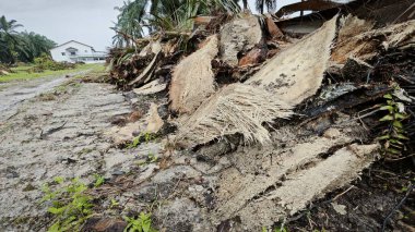 Hurma ağacının gövdesinde, tarlada kurutulmuş olarak bırakılmış yığın halinde..