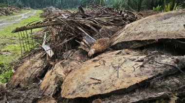 Hurma ağacının gövdesinde, tarlada kurutulmuş olarak bırakılmış yığın halinde..