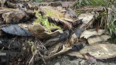 Hurma ağacının gövdesinde, tarlada kurutulmuş olarak bırakılmış yığın halinde..
