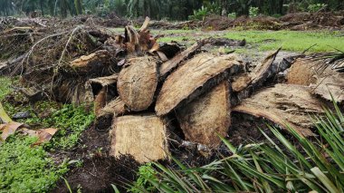 Hurma ağacının gövdesinde, tarlada kurutulmuş olarak bırakılmış yığın halinde..
