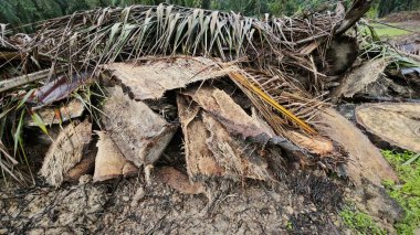 Hurma ağacının gövdesinde, tarlada kurutulmuş olarak bırakılmış yığın halinde..