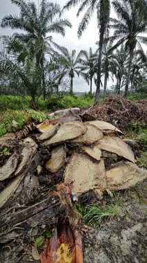 Hurma ağacının gövdesinde, tarlada kurutulmuş olarak bırakılmış yığın halinde..