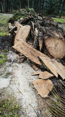 Hurma ağacının gövdesinde, tarlada kurutulmuş olarak bırakılmış yığın halinde..
