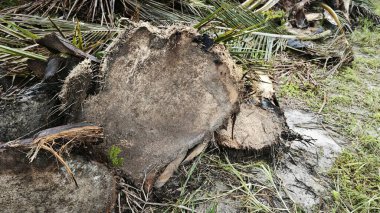 Hurma ağacının gövdesinde, tarlada kurutulmuş olarak bırakılmış yığın halinde..