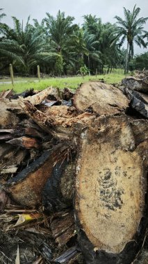 Hurma ağacının gövdesinde, tarlada kurutulmuş olarak bırakılmış yığın halinde..