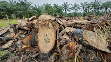 Hurma ağacının gövdesinde, tarlada kurutulmuş olarak bırakılmış yığın halinde..