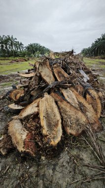 Hurma ağacının gövdesinde, tarlada kurutulmuş olarak bırakılmış yığın halinde..