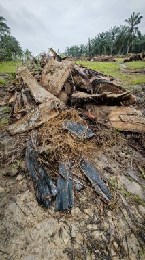 Hurma ağacının gövdesinde, tarlada kurutulmuş olarak bırakılmış yığın halinde..