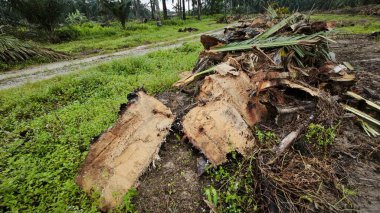Hurma ağacının gövdesinde, tarlada kurutulmuş olarak bırakılmış yığın halinde..