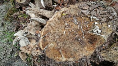 Hurma ağacının gövdesinde, tarlada kurutulmuş olarak bırakılmış yığın halinde..