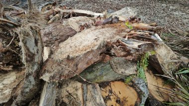 Hurma ağacının gövdesinde, tarlada kurutulmuş olarak bırakılmış yığın halinde..