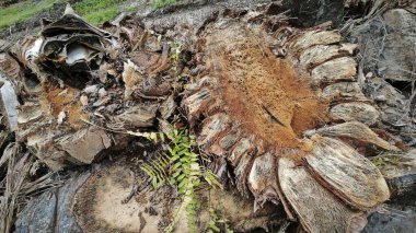 Hurma ağacının gövdesinde, tarlada kurutulmuş olarak bırakılmış yığın halinde..
