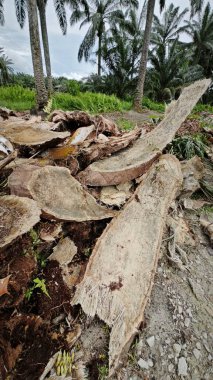Hurma ağacının gövdesinde, tarlada kurutulmuş olarak bırakılmış yığın halinde..