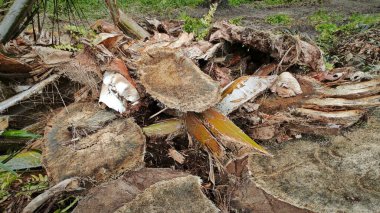 Hurma ağacının gövdesinde, tarlada kurutulmuş olarak bırakılmış yığın halinde..