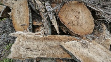 Hurma ağacının gövdesinde, tarlada kurutulmuş olarak bırakılmış yığın halinde..