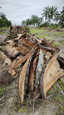 Hurma ağacının gövdesinde, tarlada kurutulmuş olarak bırakılmış yığın halinde..