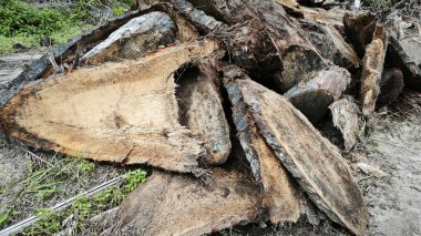 Hurma ağacının gövdesinde, tarlada kurutulmuş olarak bırakılmış yığın halinde..