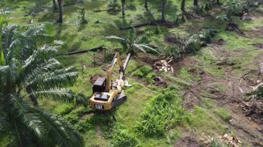 Perak, Malezya. 20 Kasım 2025: Çekiç buldozerli Tırtıl Kazısı 'nın izole Palm Petrol Çiftliği' ndeki palmiye yağı ağaçlarını iterek, çekerek ve keserek araziyi temizlediği hava sahnesi, Kg Koh.  