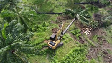 Perak, Malezya. 20 Kasım 2025: Çekiç buldozerli Tırtıl Kazısı 'nın izole Palm Petrol Çiftliği' ndeki palmiye yağı ağaçlarını iterek, çekerek ve keserek araziyi temizlediği hava sahnesi, Kg Koh.  